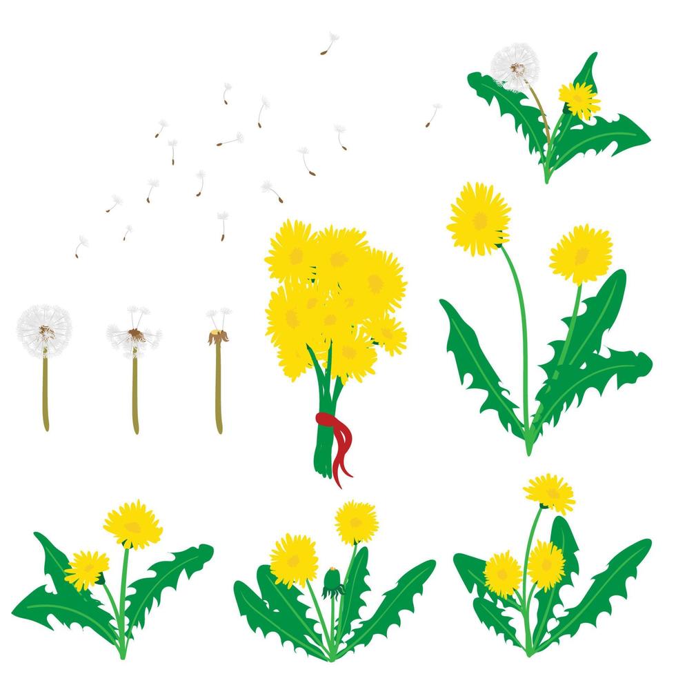 colección de flores de diente de león vectorial y semillas voladoras vector