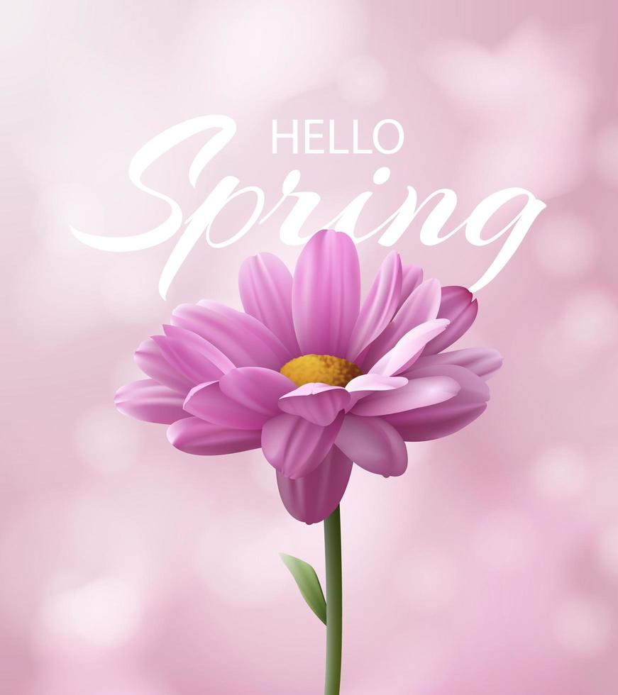 Hello spring banner with realistic pink chrysanthemum flower on a blurred pink background with bokeh. Vector illustration.