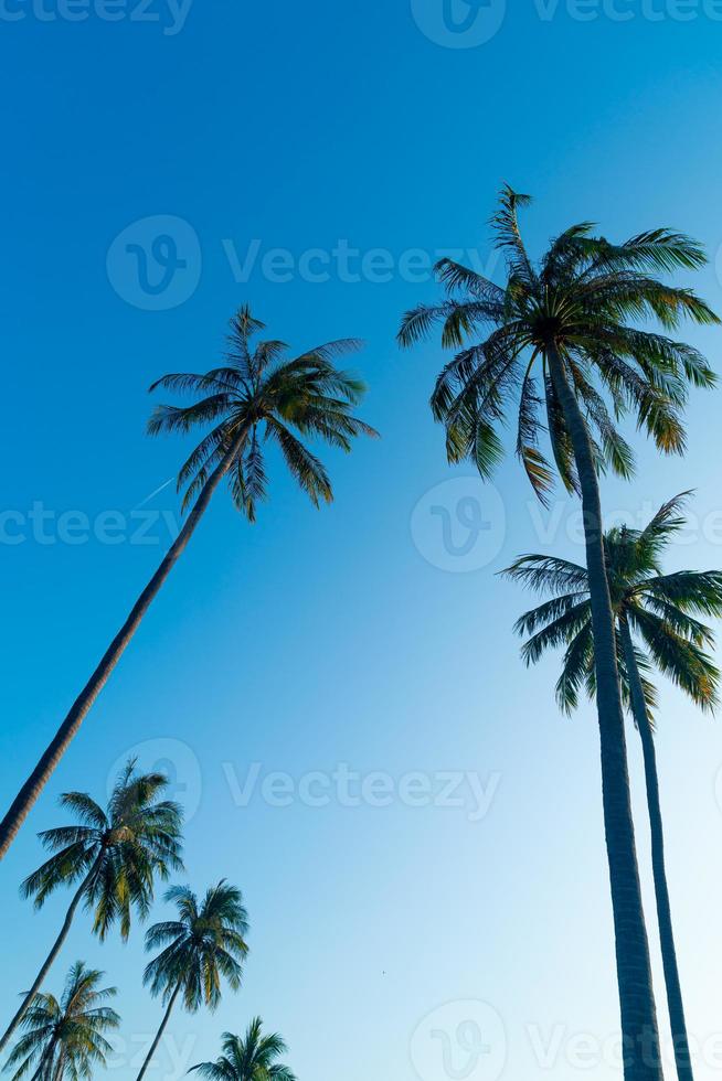 palmera de coco con hermoso cielo foto