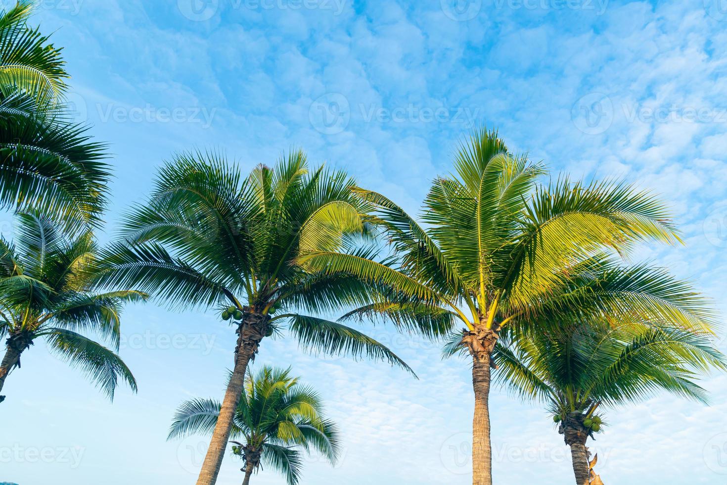 coconut palm tree with beautiful blue sky photo