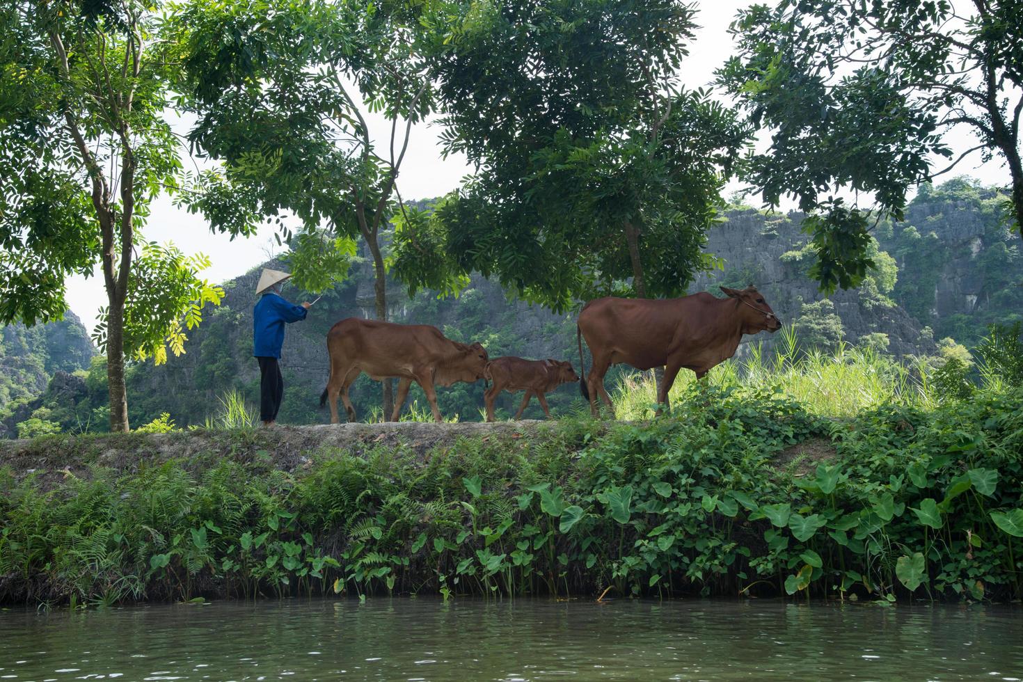 Rural scene with caws and farmer at Tam Coc, Vietnam. Farmer with traditional hat guiding the animals. photo