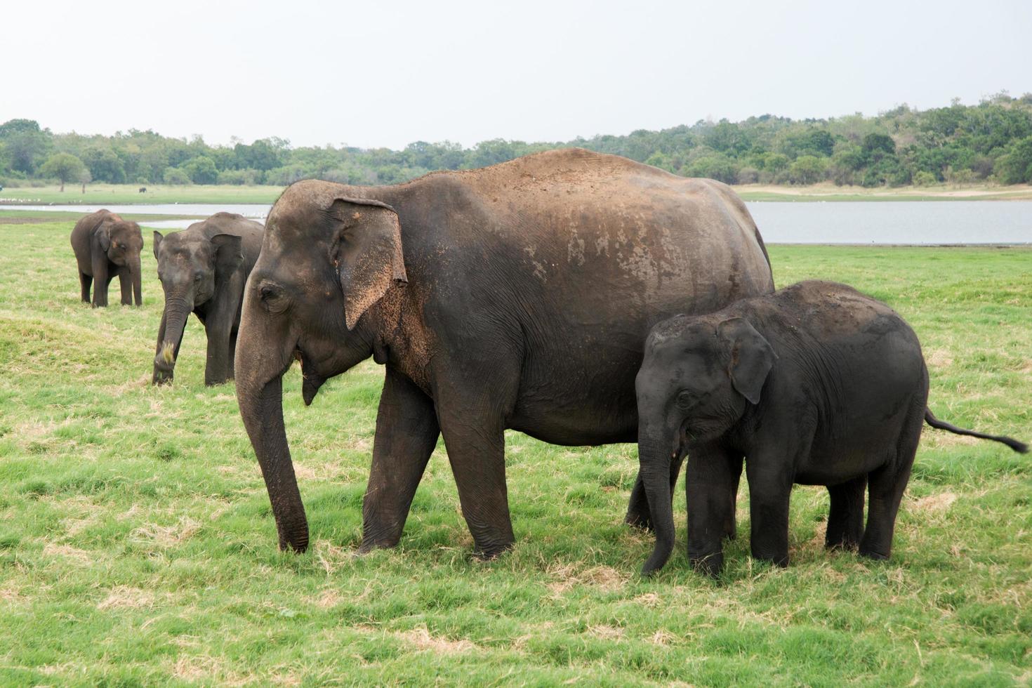 Asian elephants family at Minneriya National Park in Sri Lanka. Green landscape with a lake photo