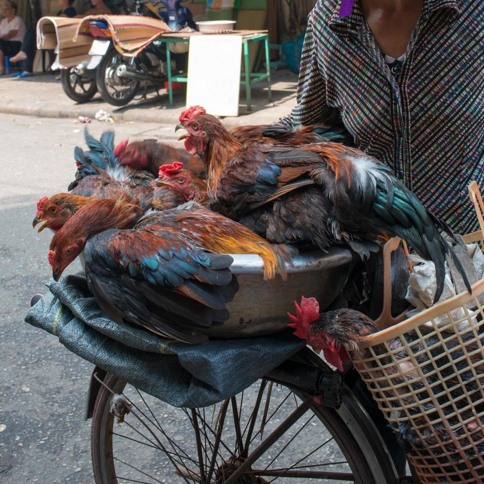 Unrecognizable person carrying a group of hens on an old  bicycle. Lifestyle Vietnam. photo