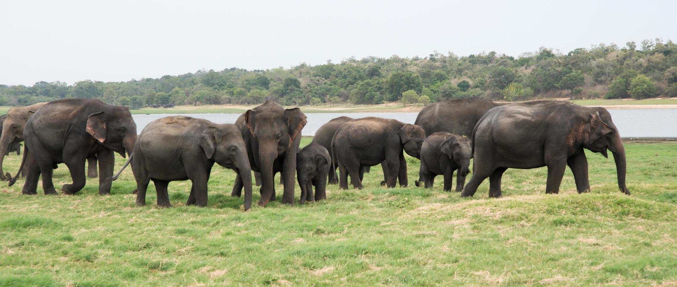 Family of asian elephants at Minneriya National Park in Sri Lanka. Green landscape with a lake photo