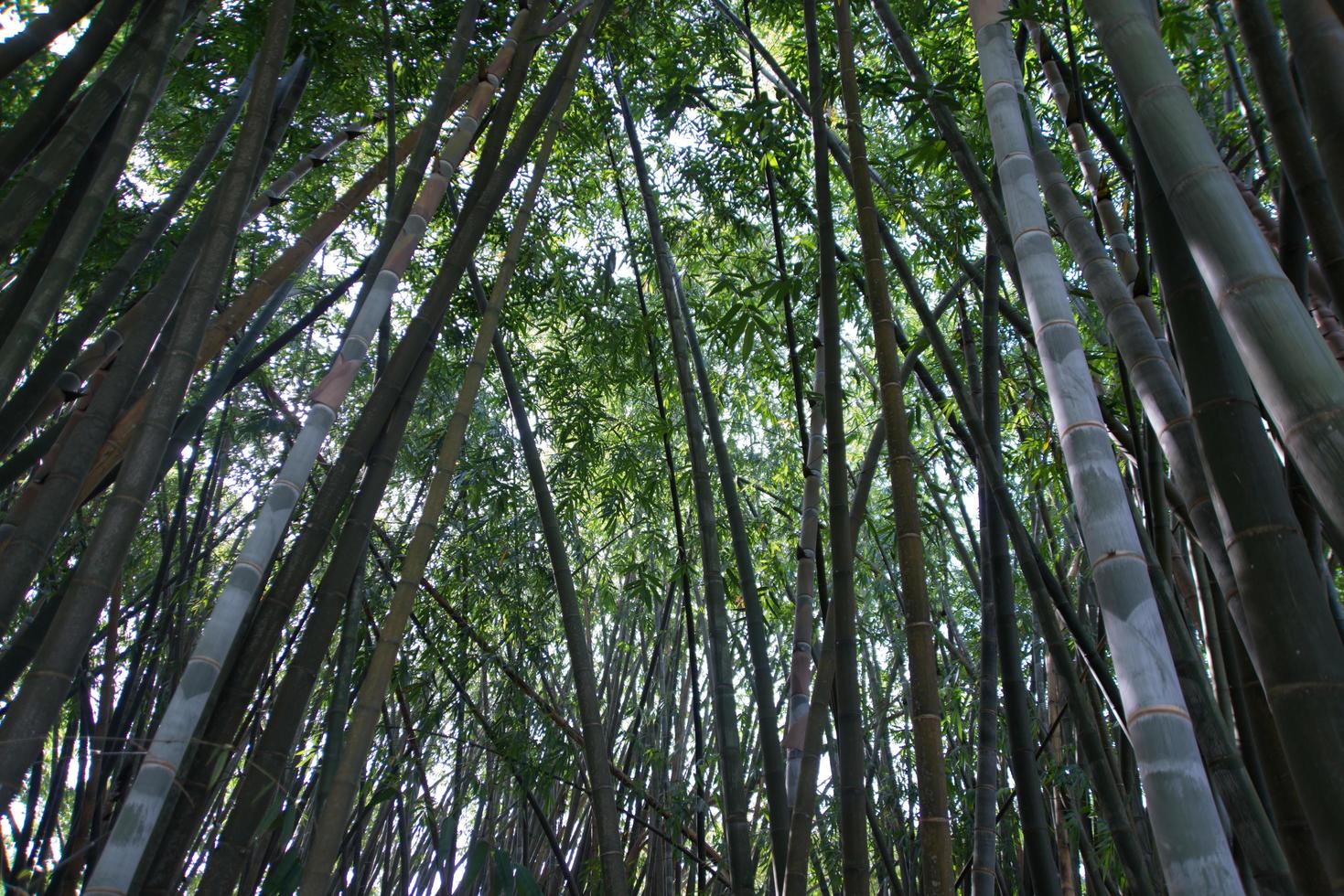 Bamboo forest with sunlight comming from the background photo