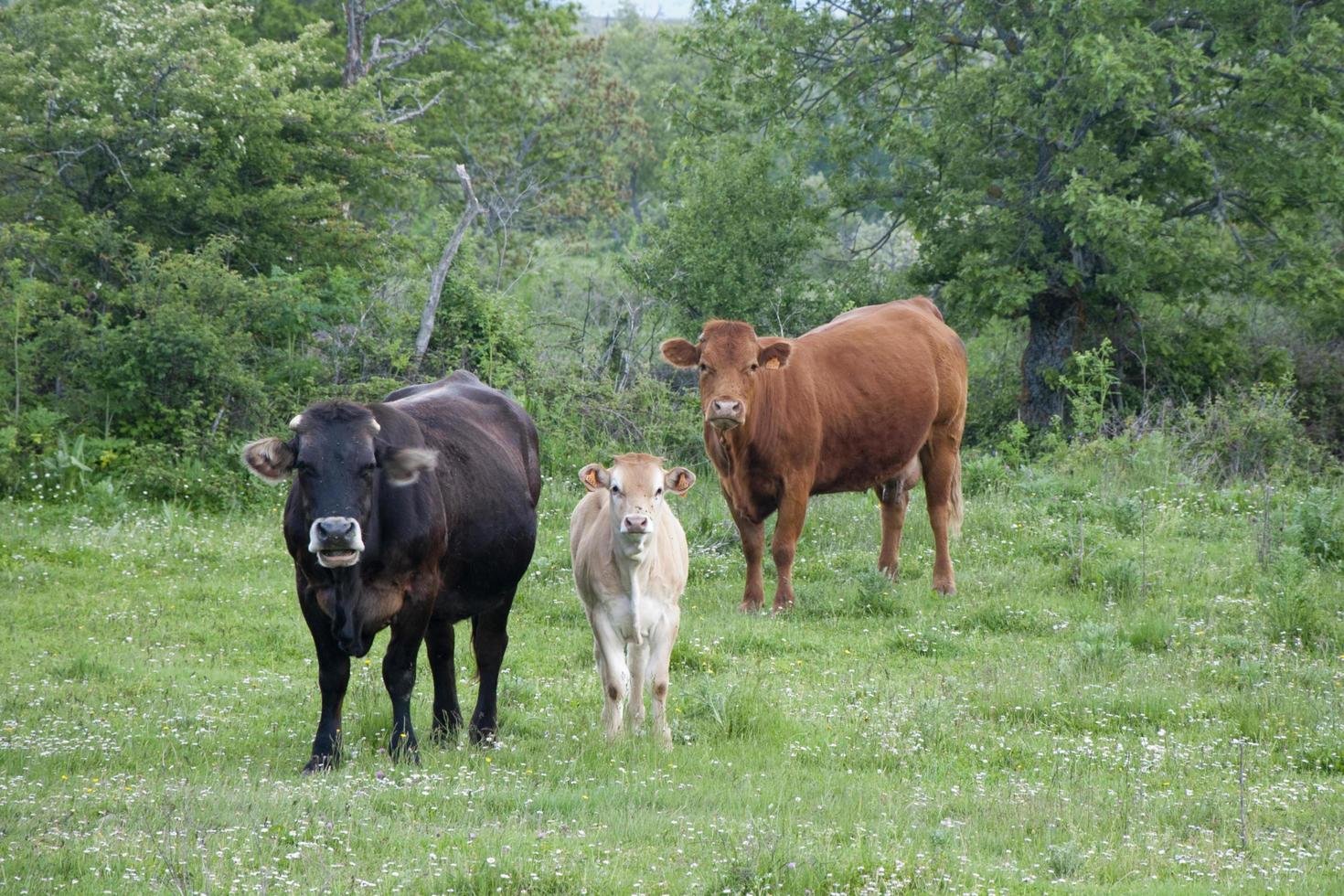 tres vacas con diferentes colores en un campo verde mirando a la cámara. españa foto