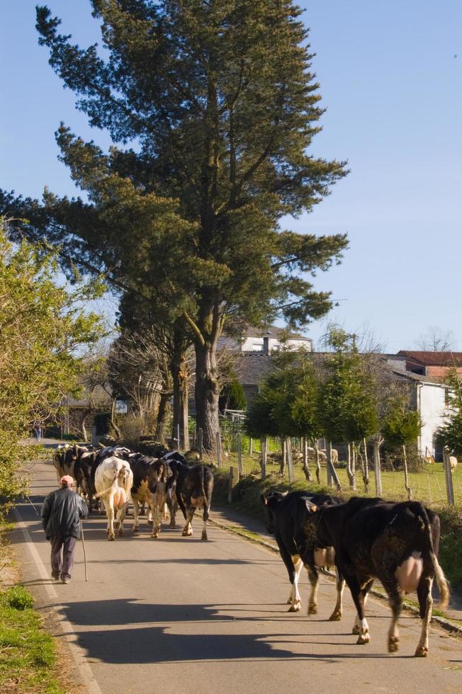 Adult man with a red cap guiding a group of cows along a rural road. Person seen from his back. Galicia, Spain photo