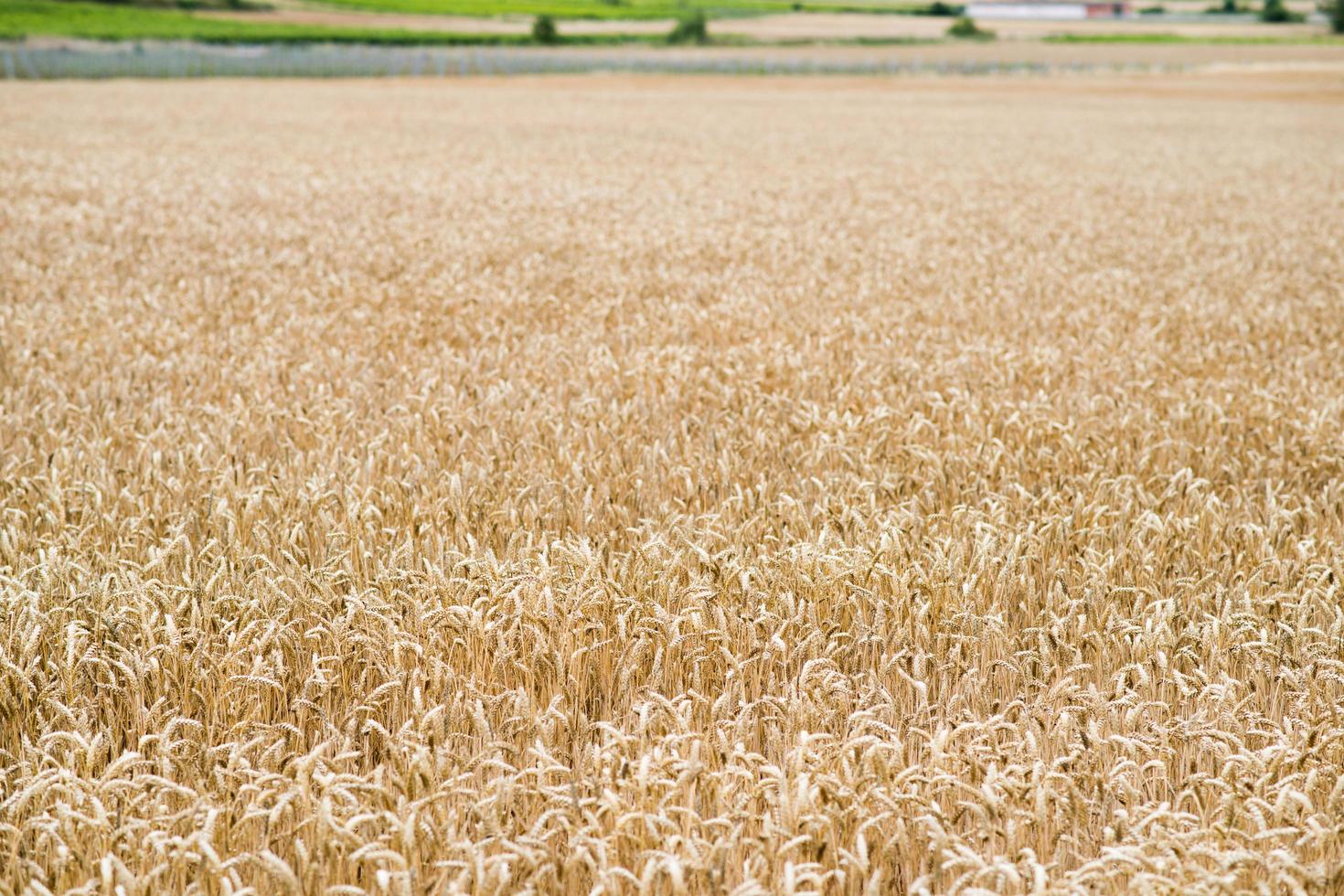 hermosa vista de un campo de trigo en verano, justo antes de la cosecha foto