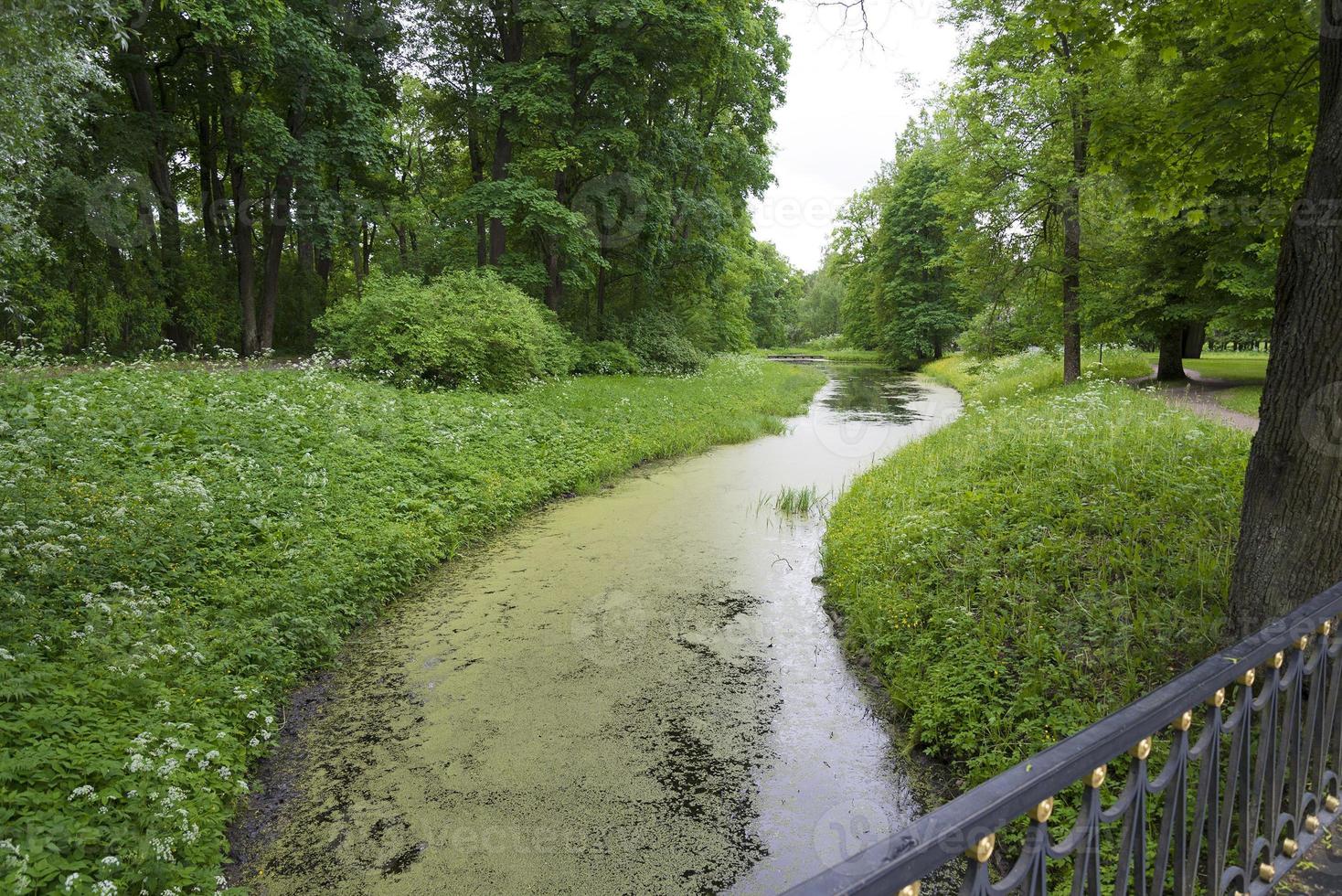 View of a small river with blooming water. photo