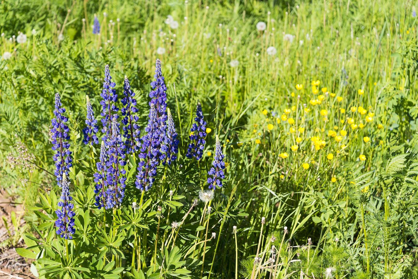 Purple wildflowers close-up on the field. photo