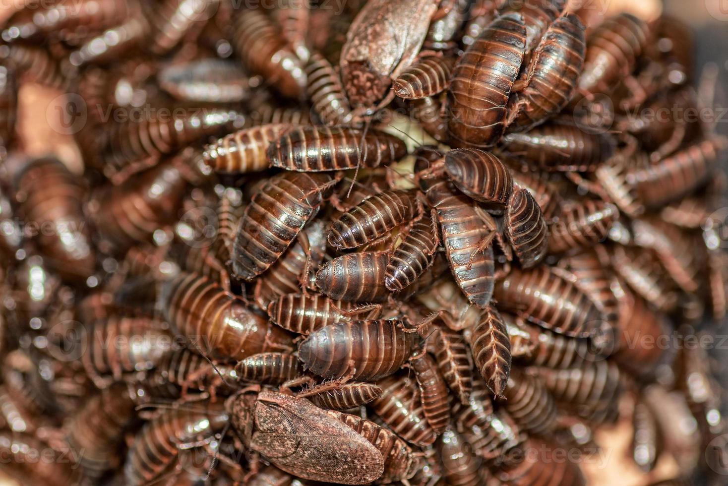 textura de muchas cucarachas de mármol foto