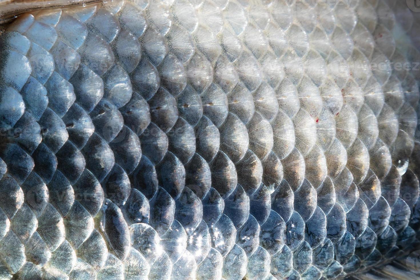 Fish scales abstract texture. Surface backdrop. Scale effect pattern. Natural background. photo