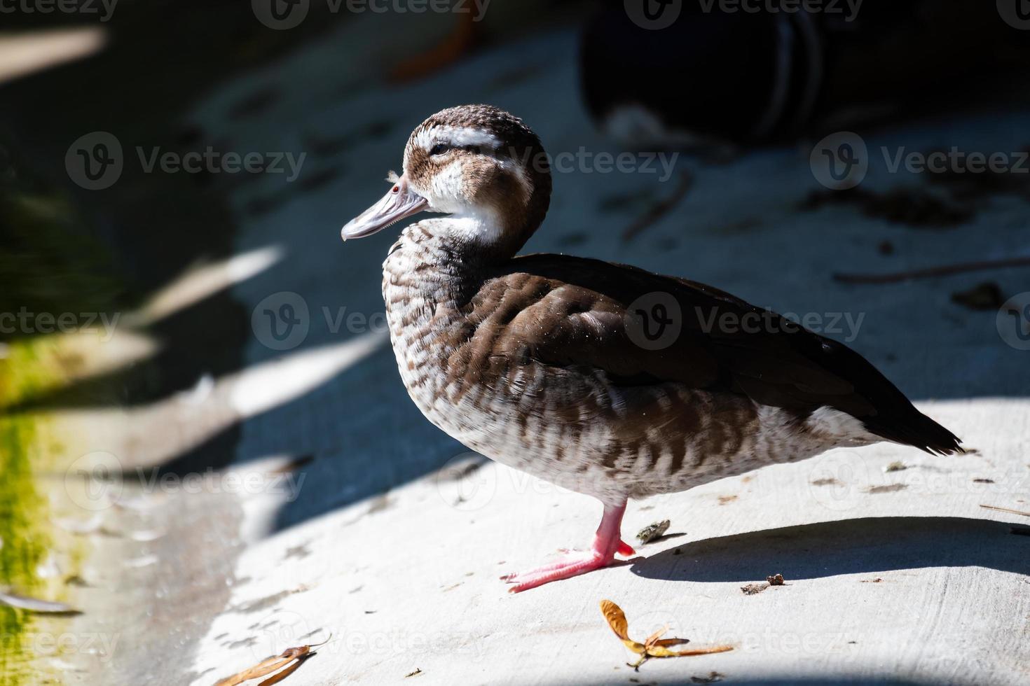 White-cheeked pintail duck. Bird and birds. Water world and fauna. Wildlife and zoology. photo