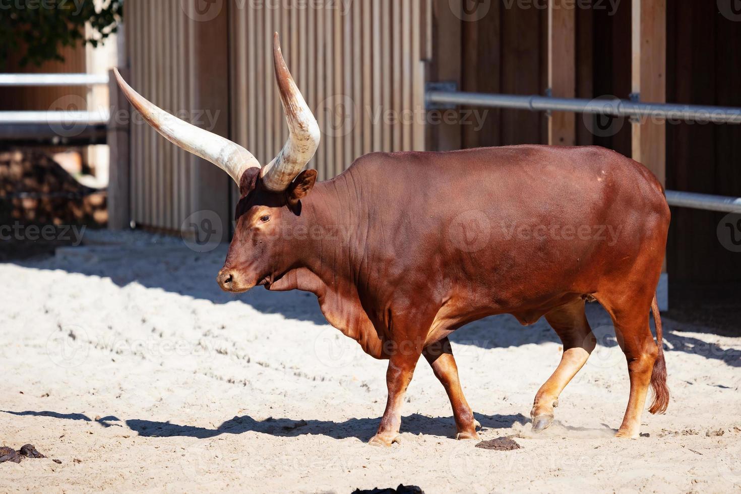 Watusi cattle. Mammal and mammals. Land world and fauna. Wildlife and zoology. photo