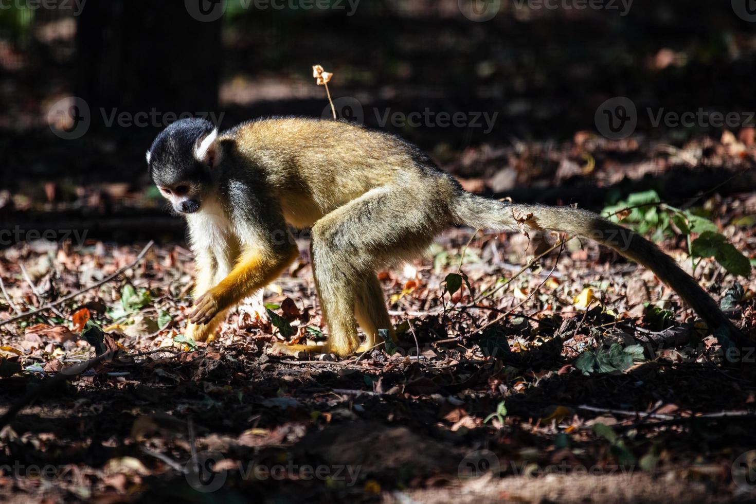 Bolivian Squirrel Monkey. Mammal and mammals. Land world and fauna. Wildlife and zoology. photo