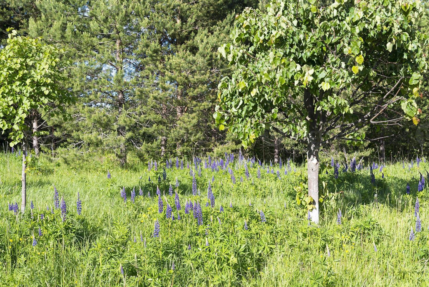 Lupine flowers on a background of green grass photo