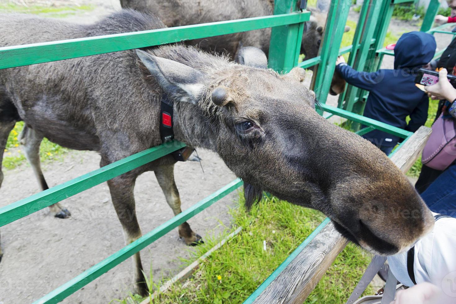 Elk in the reserve in Kostroma. June 11, 2018. photo