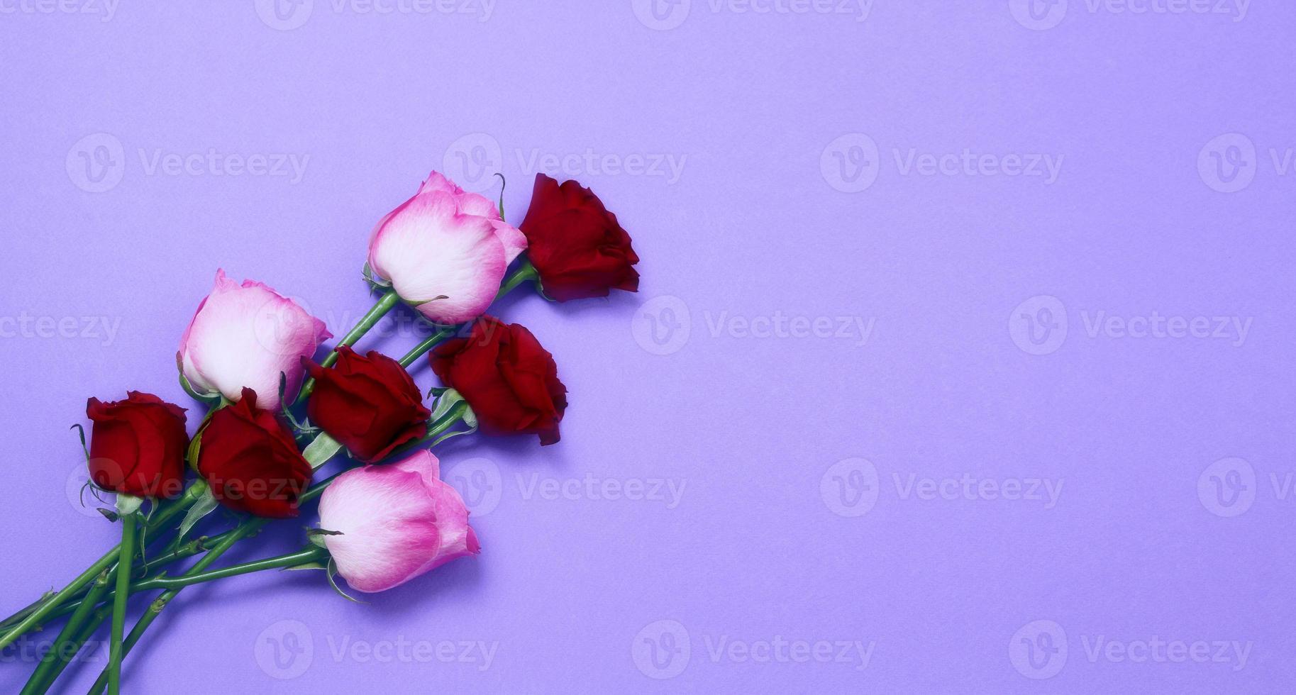 enviar flores concepto en línea. entrega de flores para san valentín y día de la madre. ramo de rosas rojas aisladas sobre fondo violeta. diseño de postal con hermosa rosa natural. vista superior. copie el espacio foto