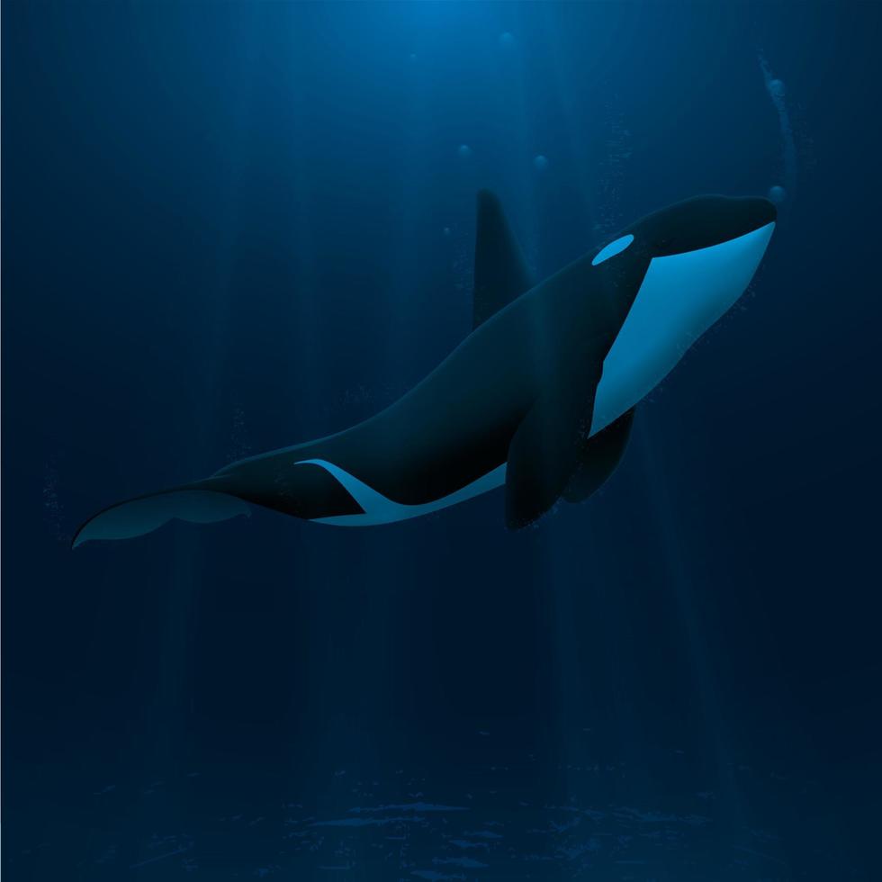 orca en el mar. ilustración vectorial vector