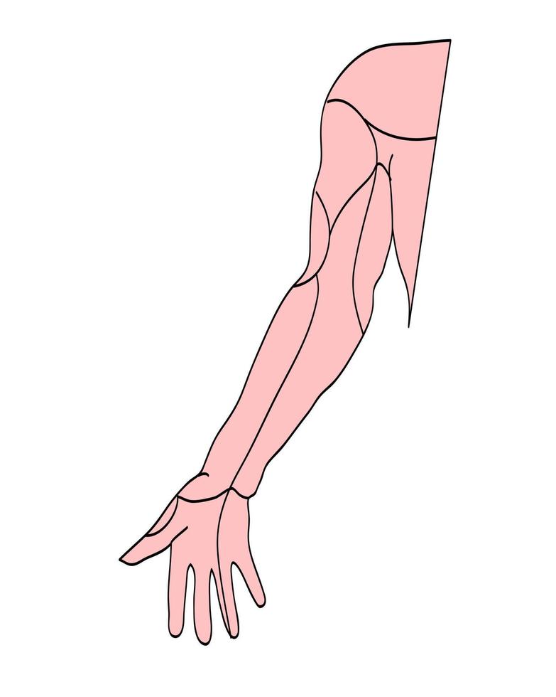 Medical drawings , arm musclesl vector