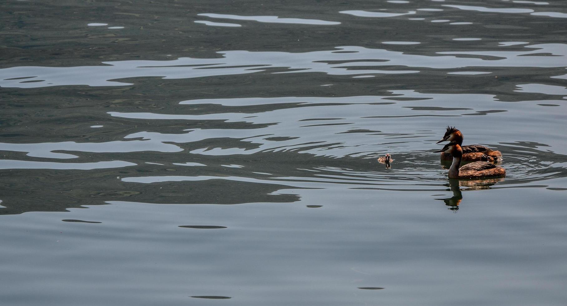 Wild animals , the native fauna of a region.Great crested grebe Family photo