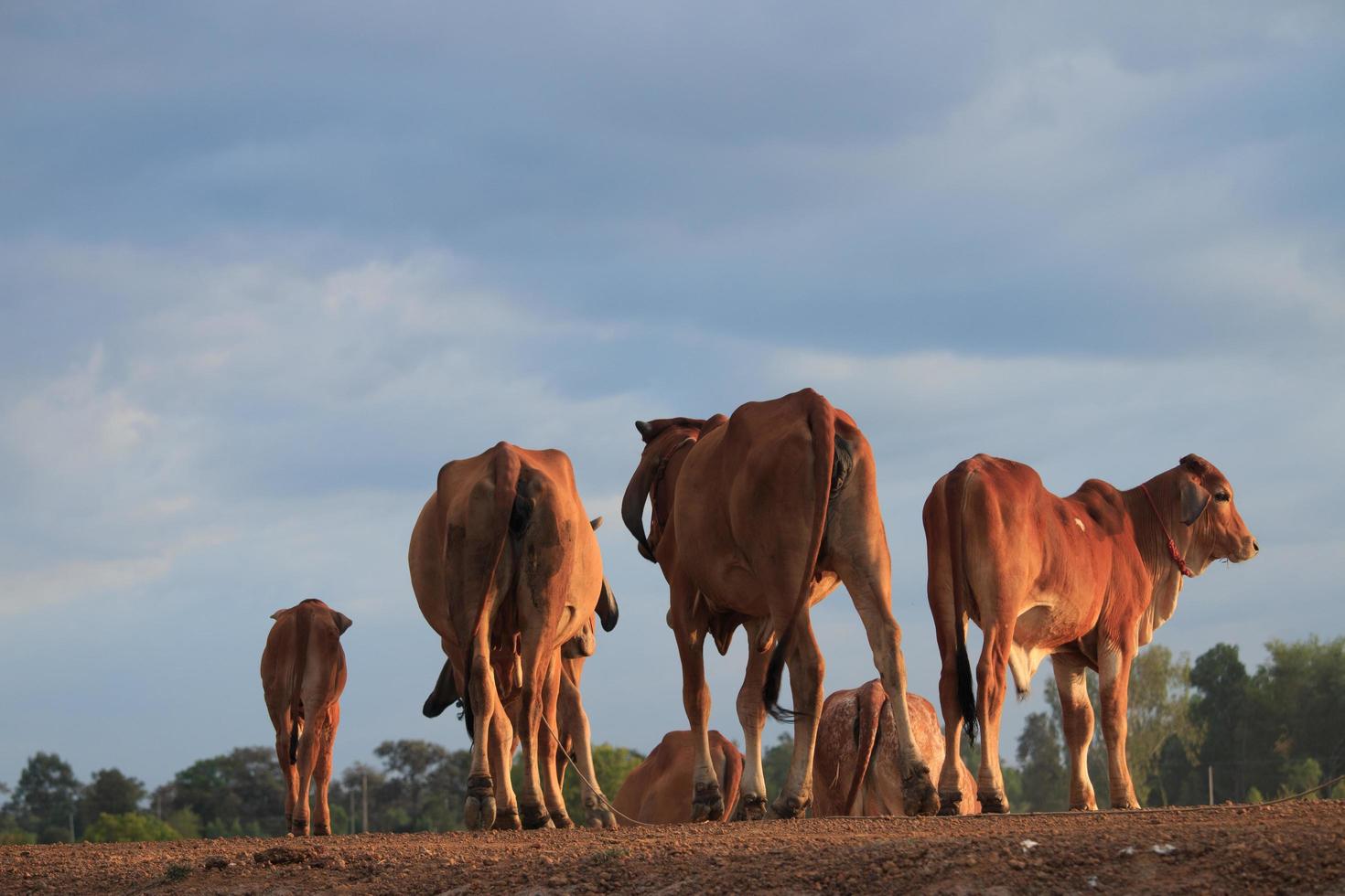 A herd of cattle in the countryside at sunset. photo