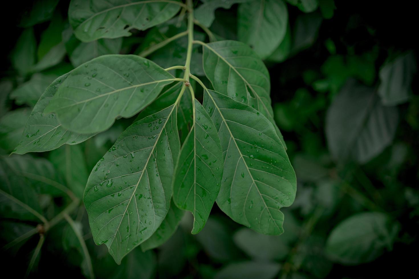 concepto de fondo de naturaleza fresca, hoja verde en el bosque con gotas de agua. foto