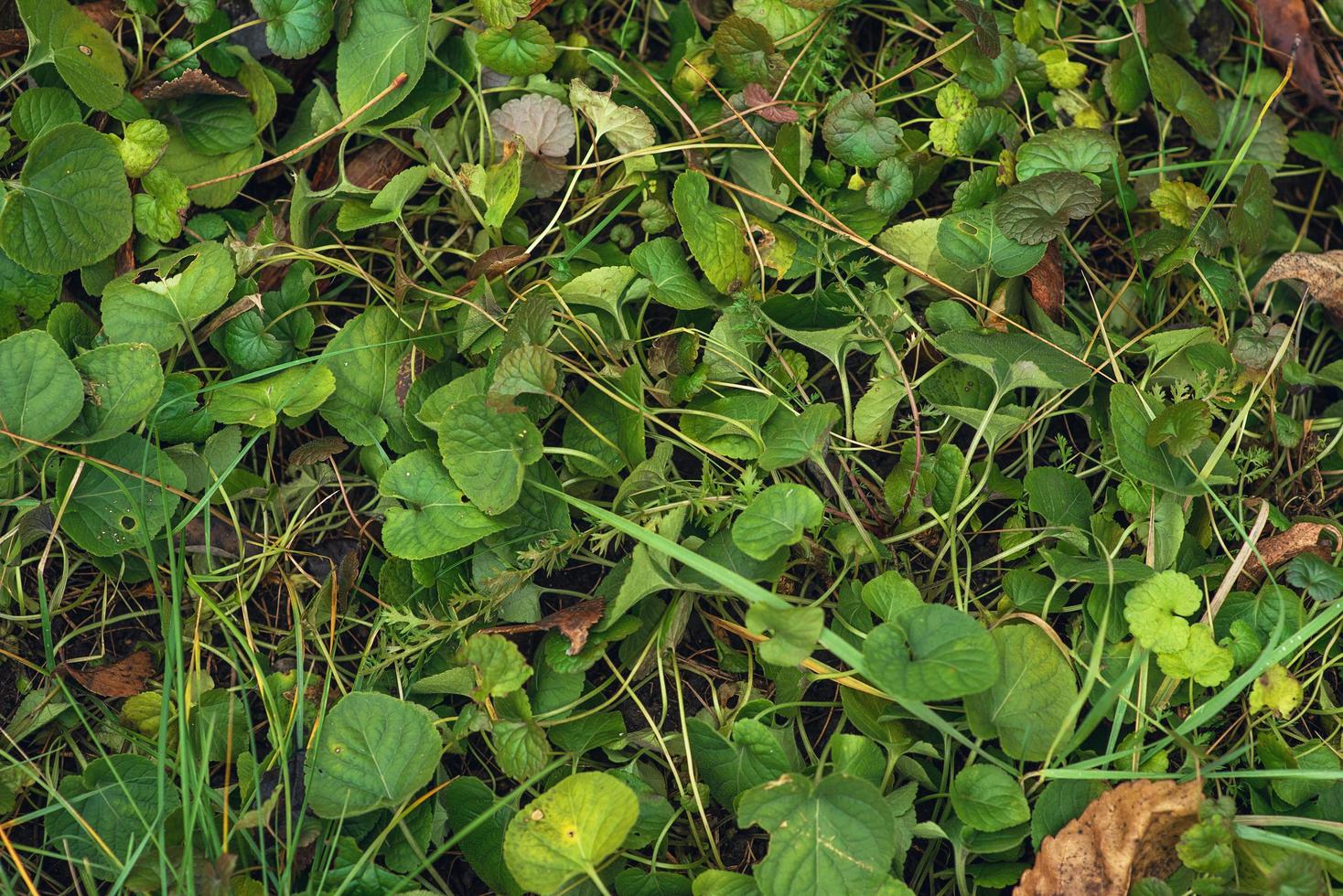 Green, young grass, sprouted from wet land. Spring landscaping. photo