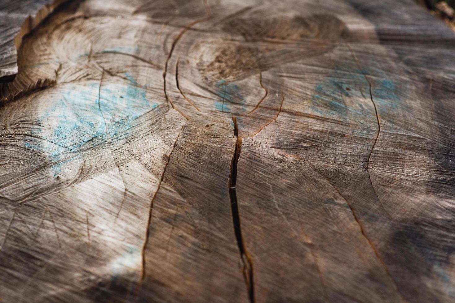 una rebanada de un árbol enorme. variada textura de corte de madera foto