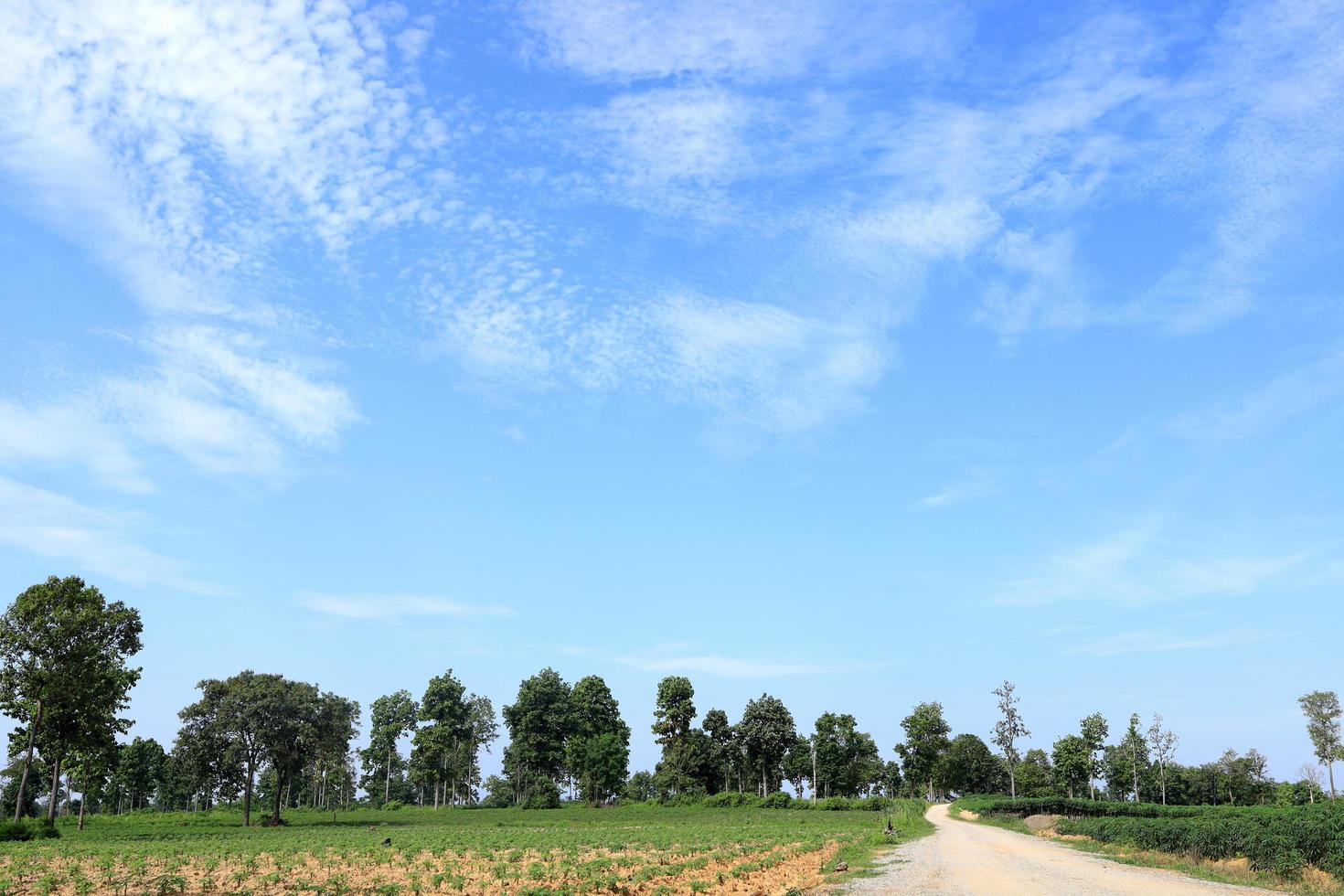 Natural theme background images, refreshing green trees and bright blue skies. photo