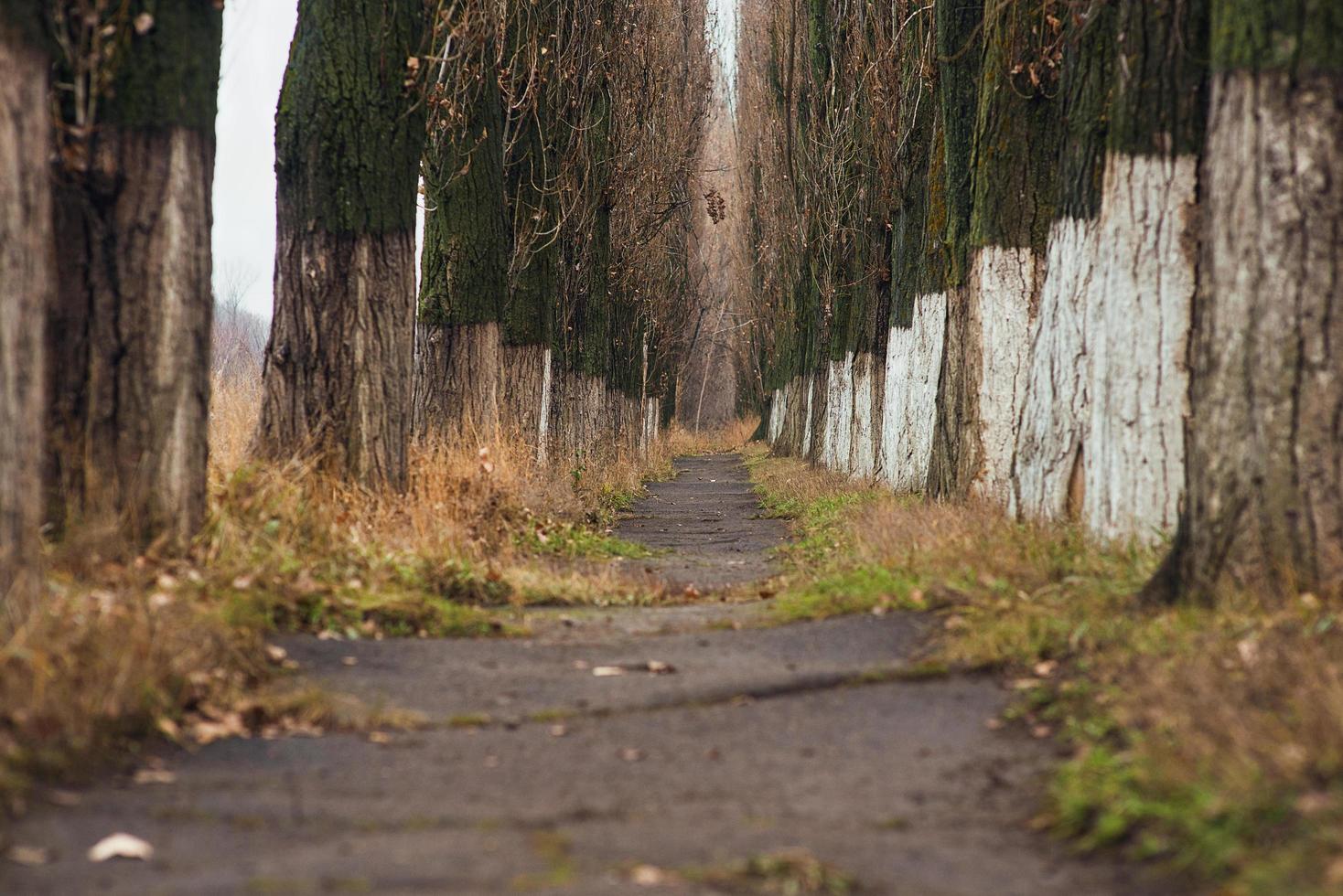 Mystical, mysterious, narrow alley among tall trees photo