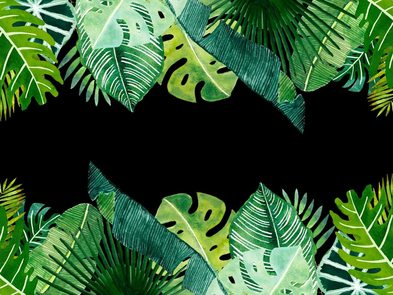 Beautiful green leaves on blurred background, space for text. Isolated on black background photo