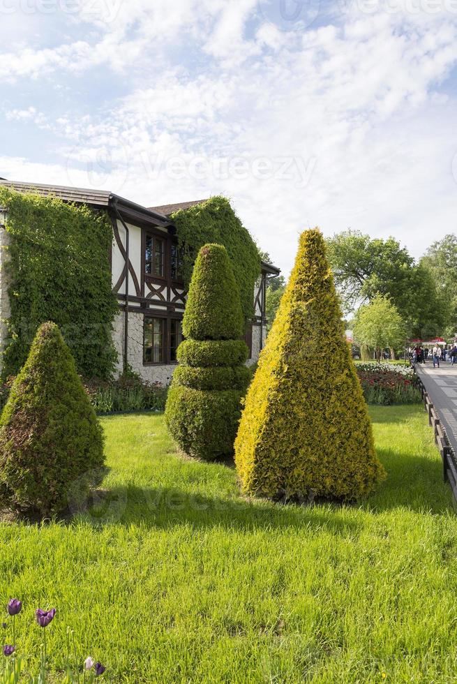 Juicy meadow of the Russian garden is decorated with a triangular Bush photo