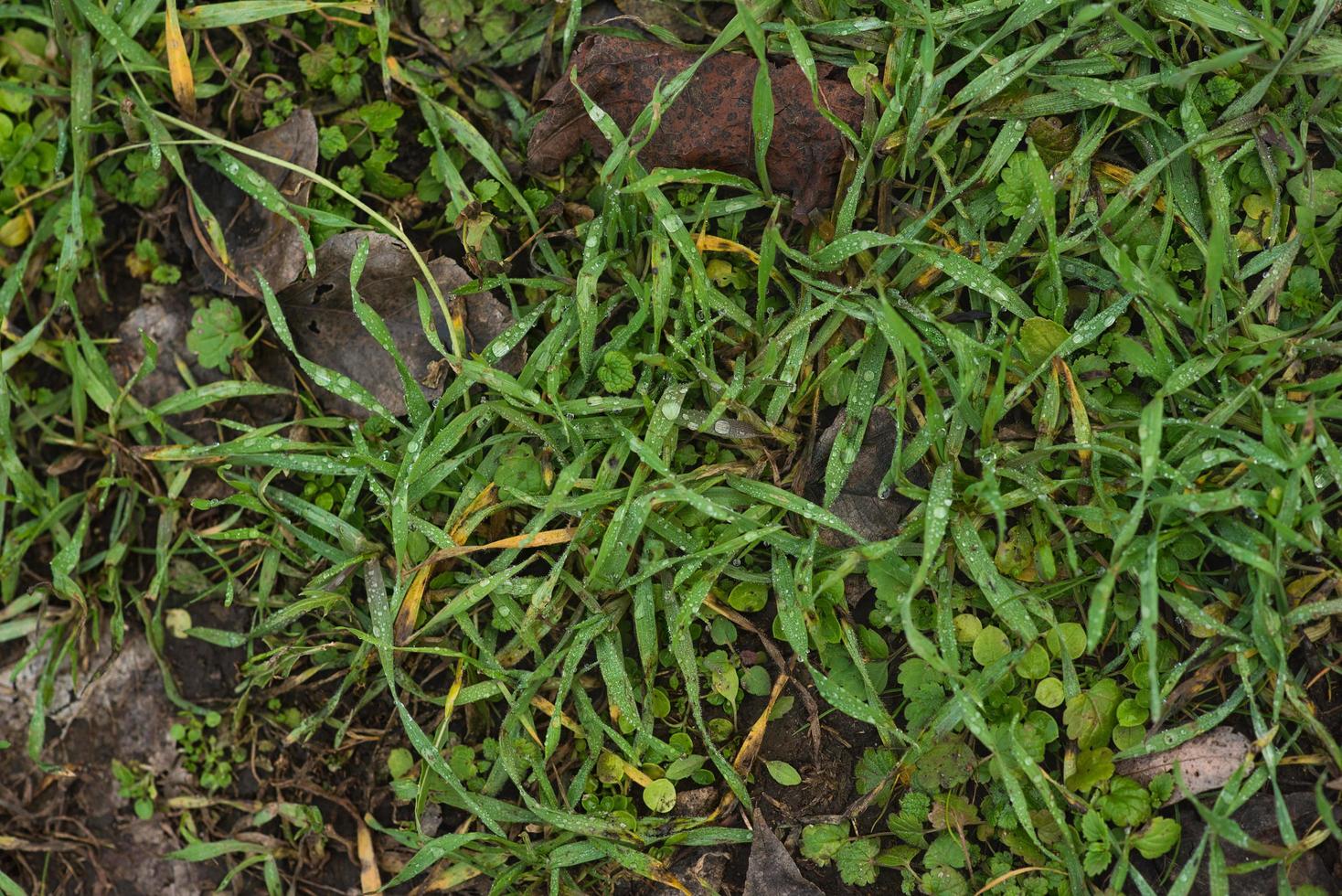 hierba verde y joven, brotada de la tierra húmeda. paisajismo de primavera. foto