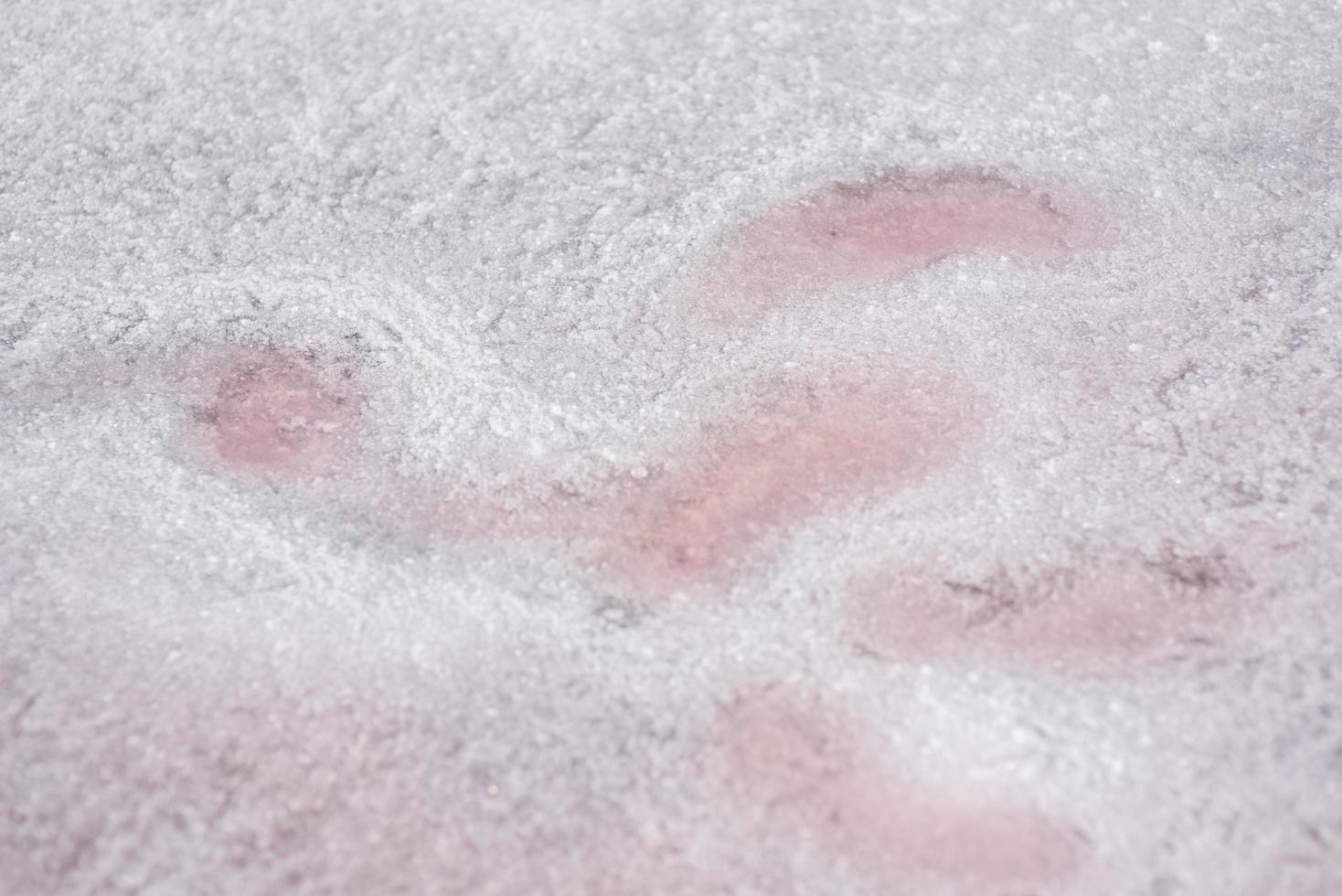 Background texture sea pink salt. Salt crystals close up. Pink salt lake. photo