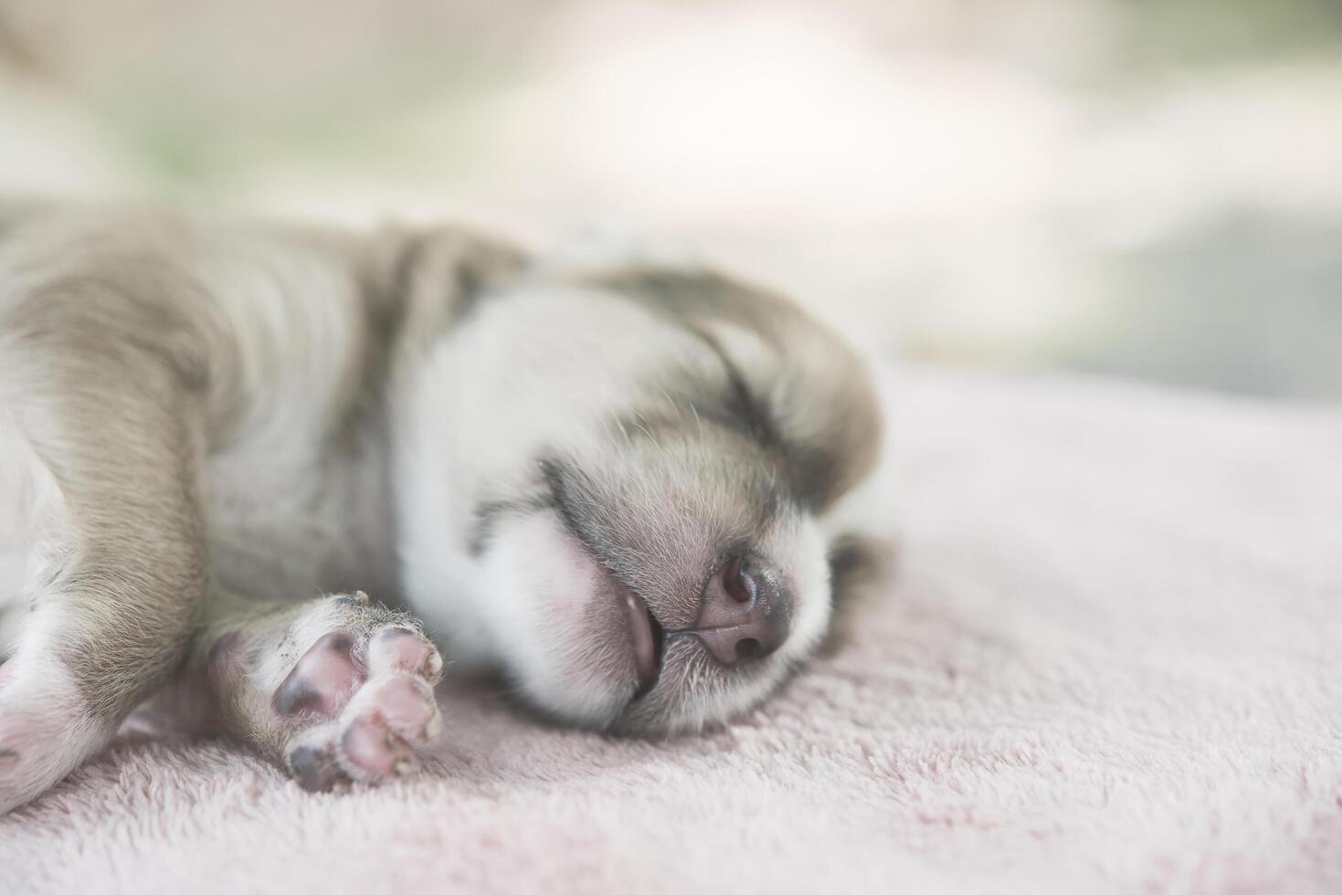 Adorable Small Puppy Relaxing on bed. photo