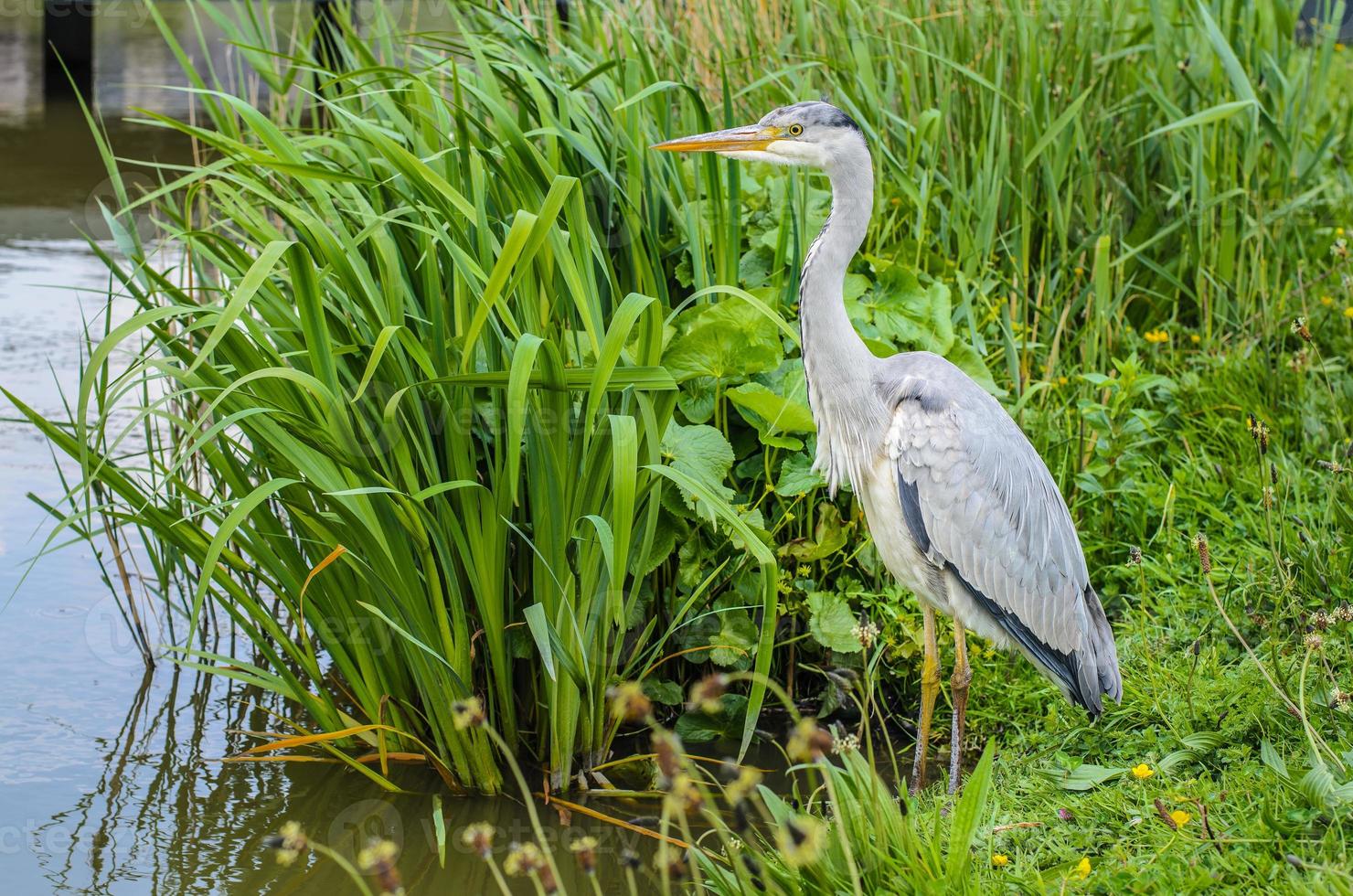 Great gray heron waiting for a catch photo