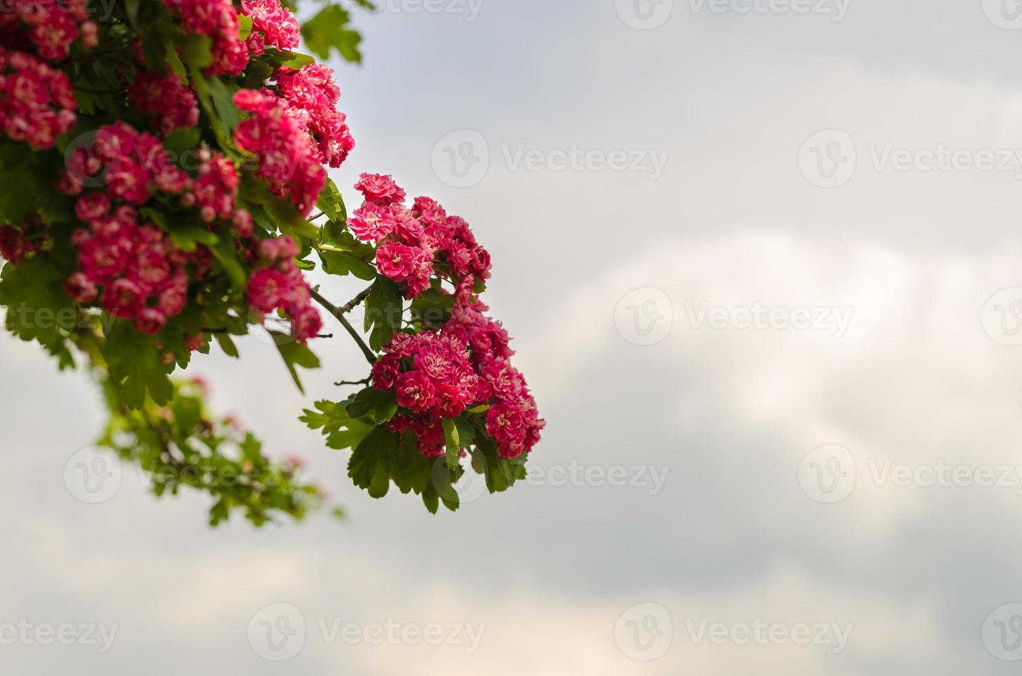 rama con flores rojas foto