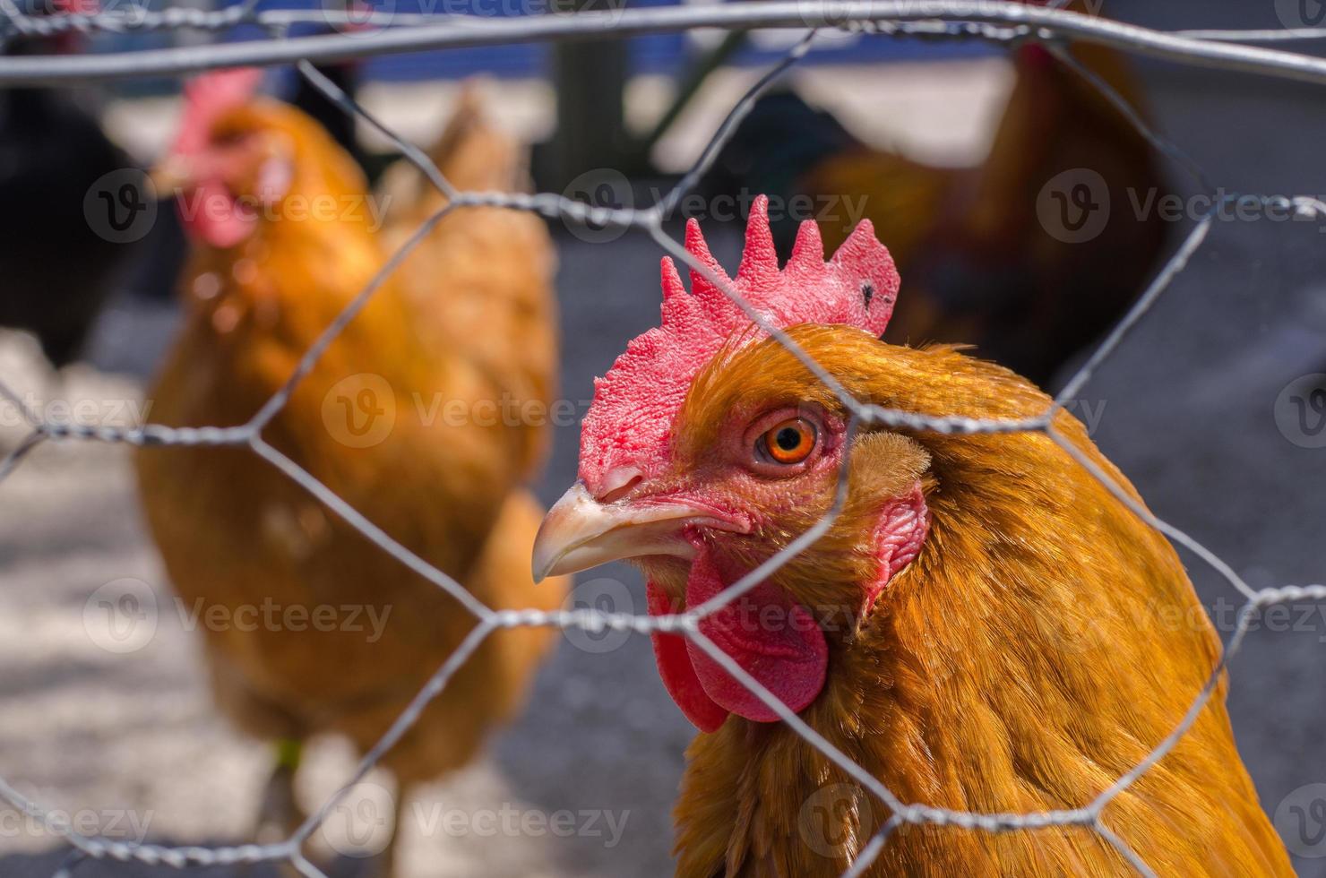 Chickens behind fence photo