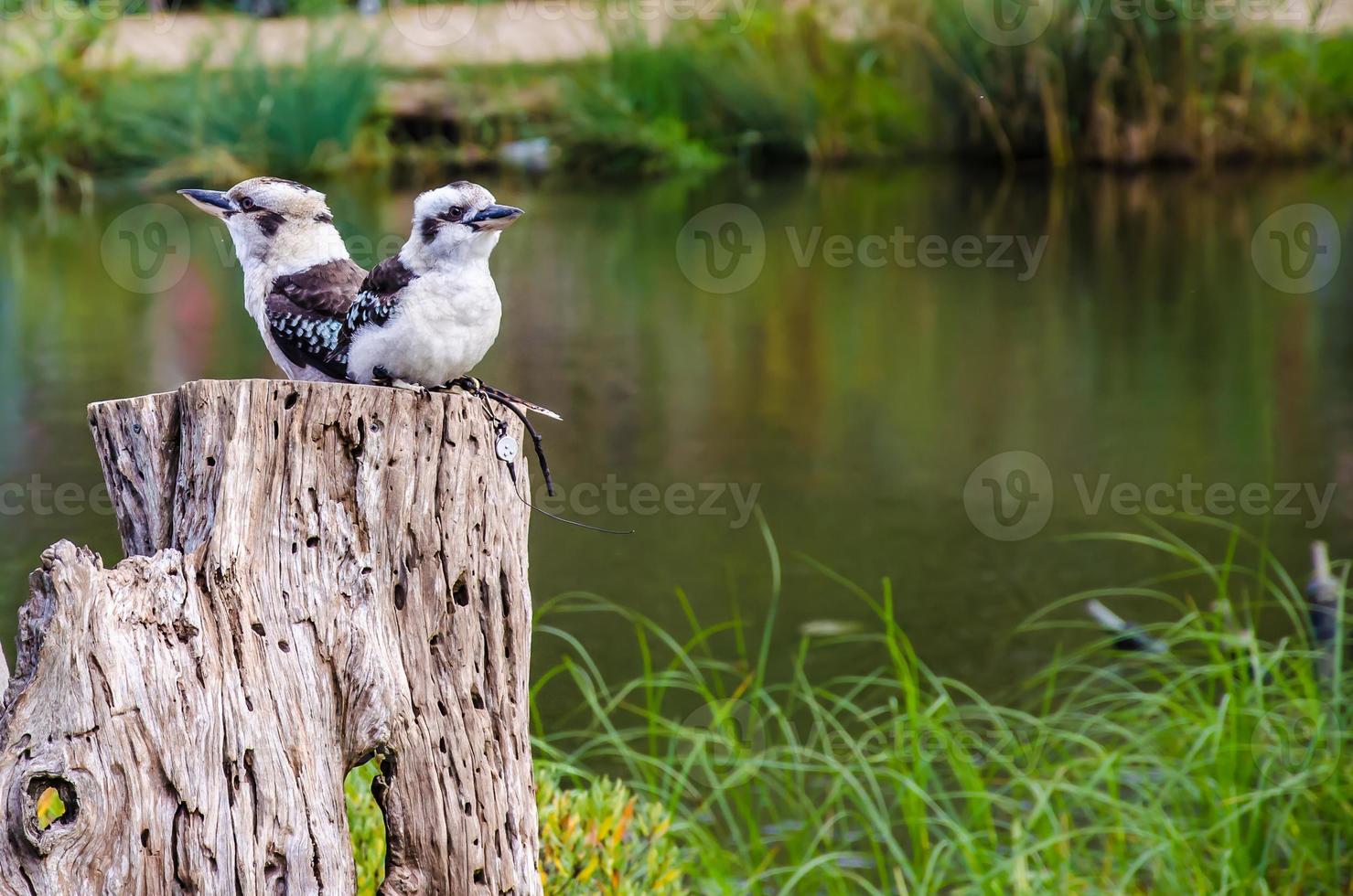 Two laughing kookaburras photo