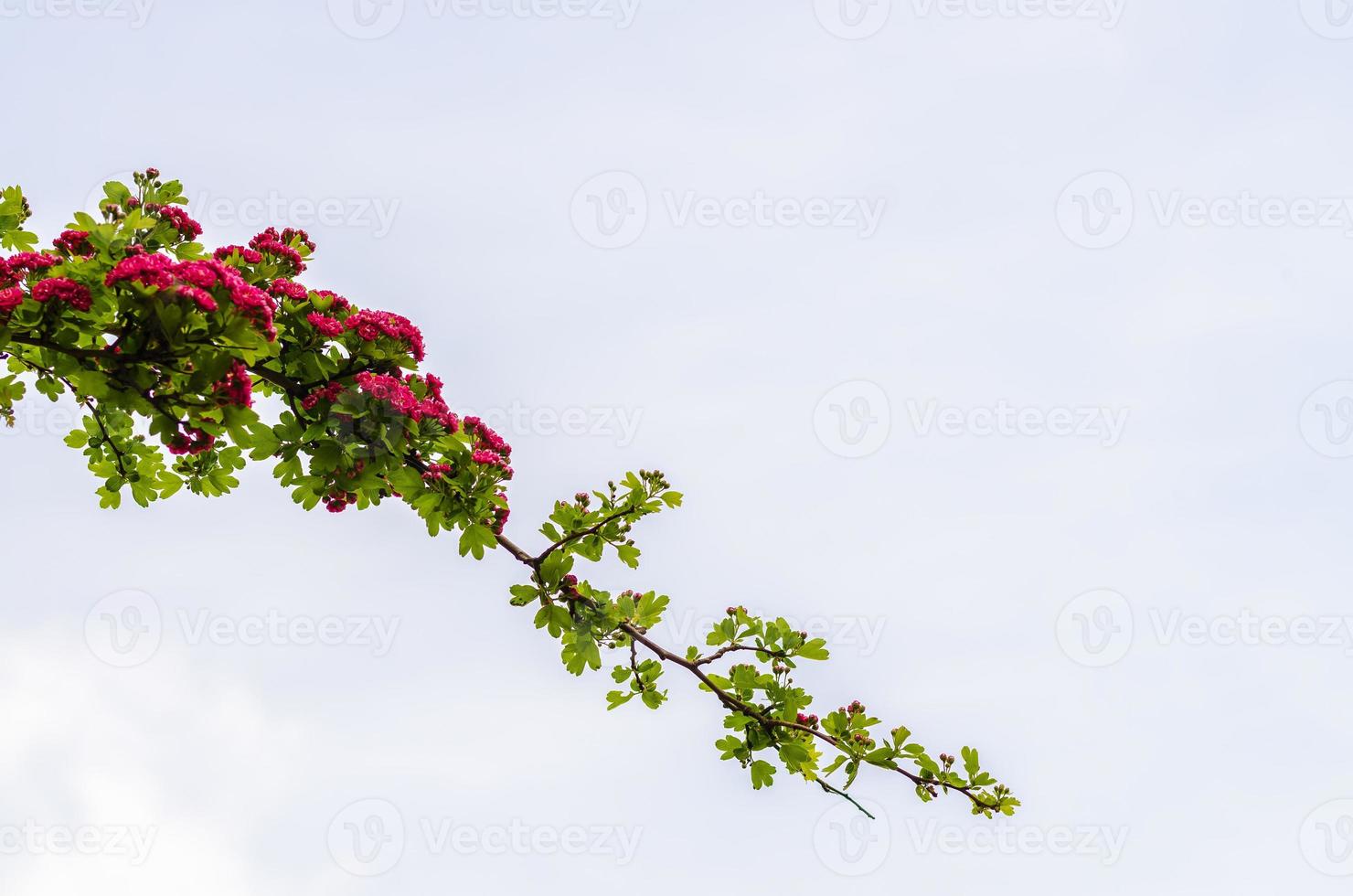 Branch with red flowers photo