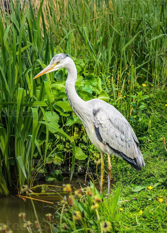 Great gray heron waiting for a catch photo