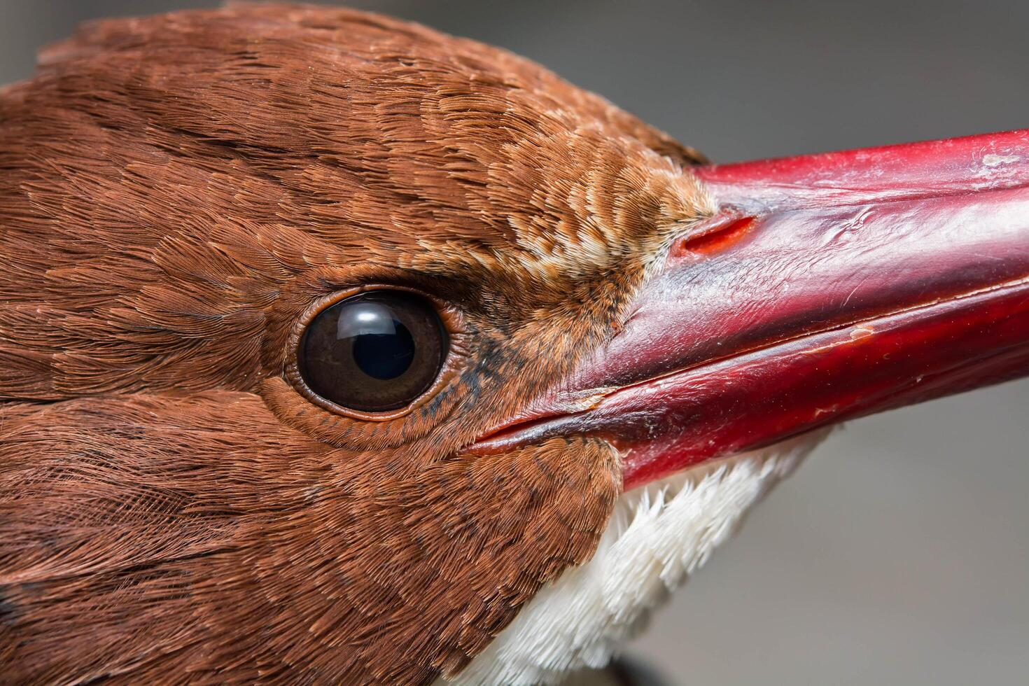 cerrar ojo pájaro pelargopsis capensis en el bosque foto