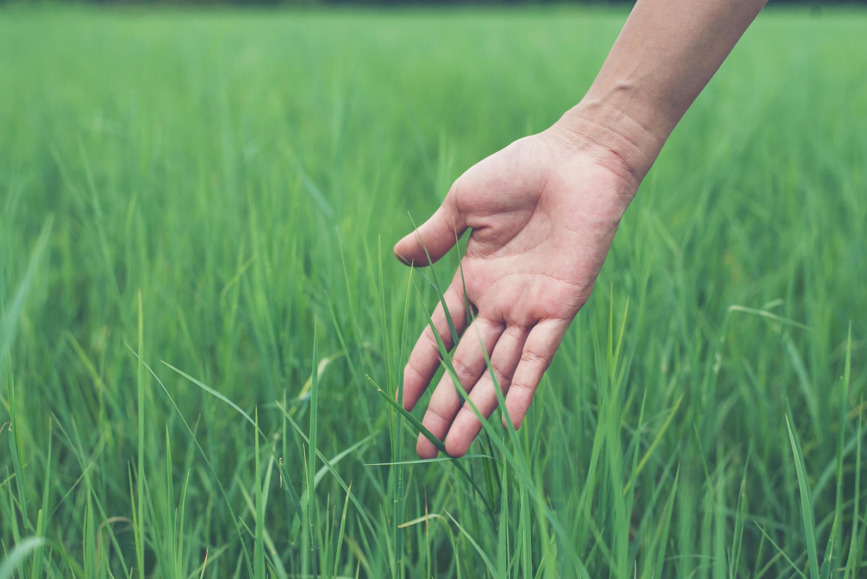 Hand touching grass hi-res stock photography and images - Alamy