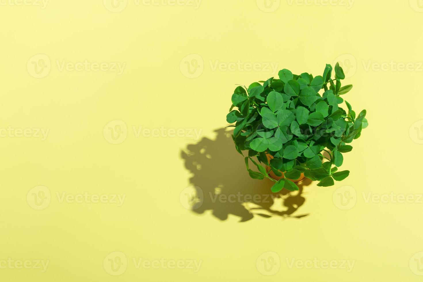 A bouquet of clovers in a yellow bucket with a hard shadow on a colored background. Patrick day copy space photo