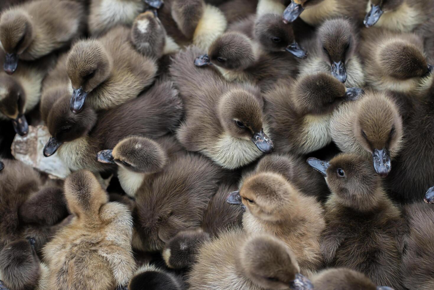 Cute little duckling. photo