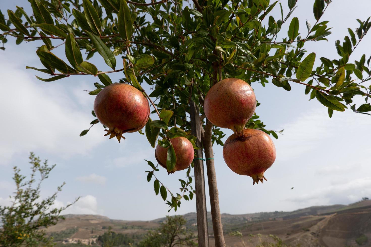 Ripe pomegranate fruits ripening in the garden photo