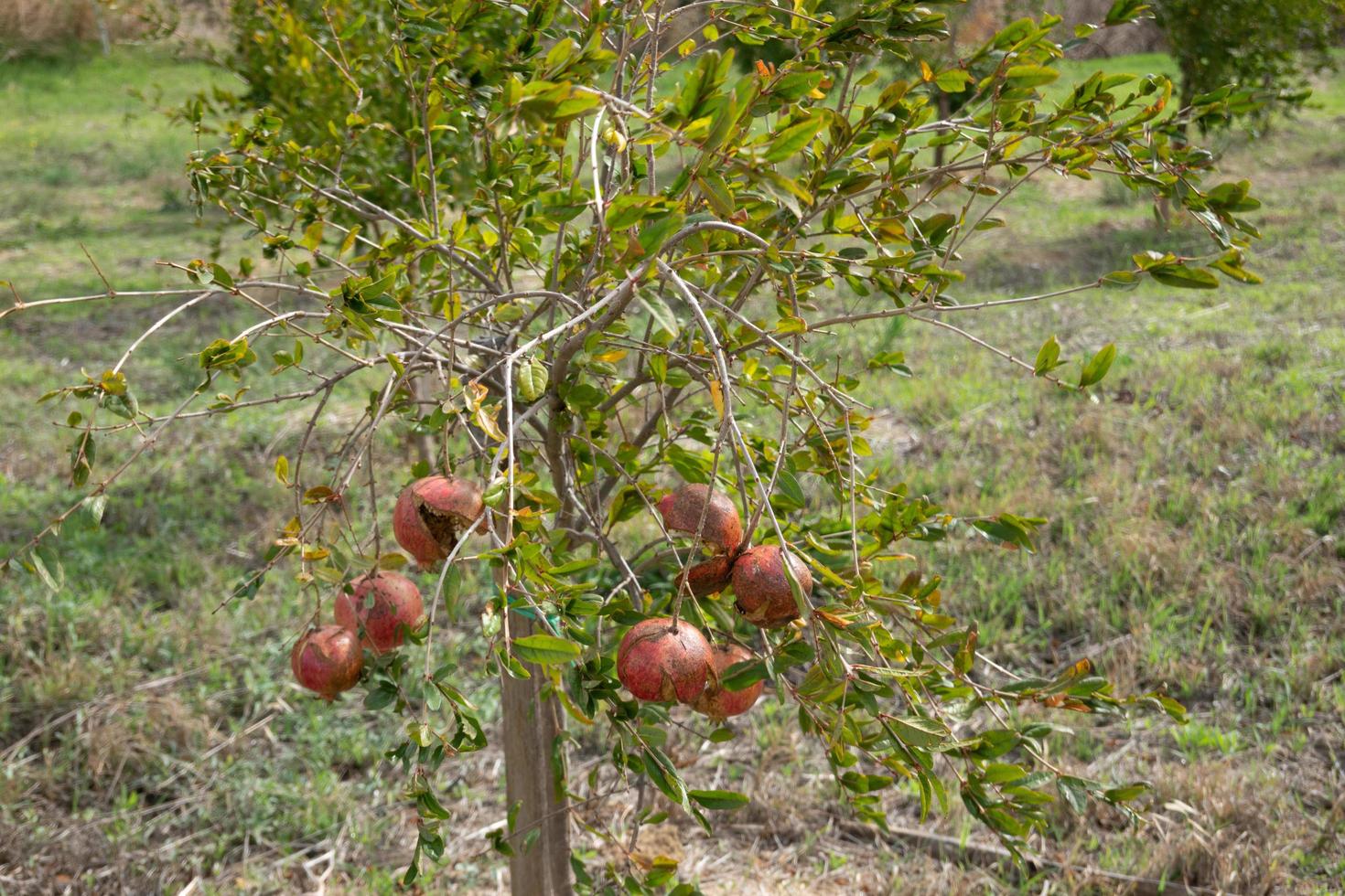 frutas maduras de granada madurando en el jardín foto