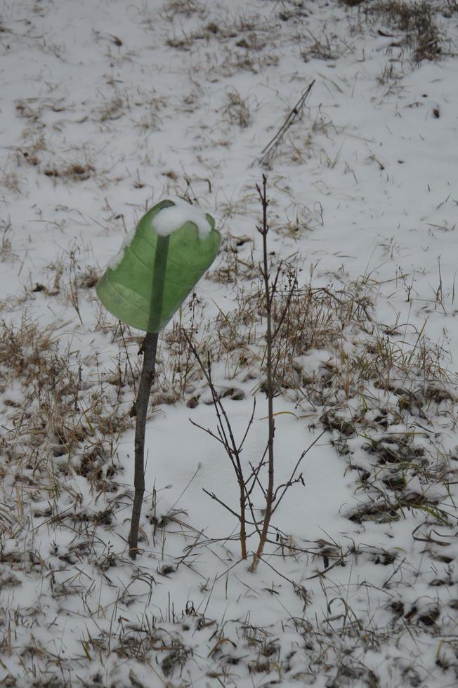 plántulas de árboles jóvenes en invierno en la nieve foto
