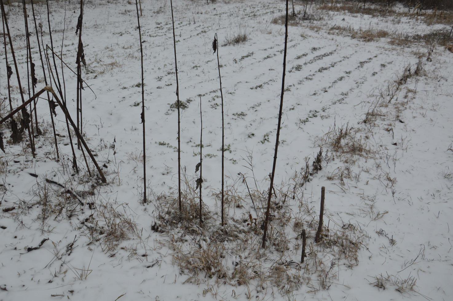 Snow-covered winter garden on a land plot in a village photo